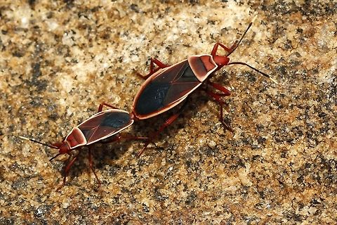 _MG_6399_be  Geotagged,Sri Lanka