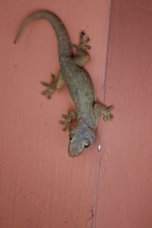_MG_5847_be  Geotagged,Hemidactylus parvimaculatus,Spotted House Gecko,Sri Lanka