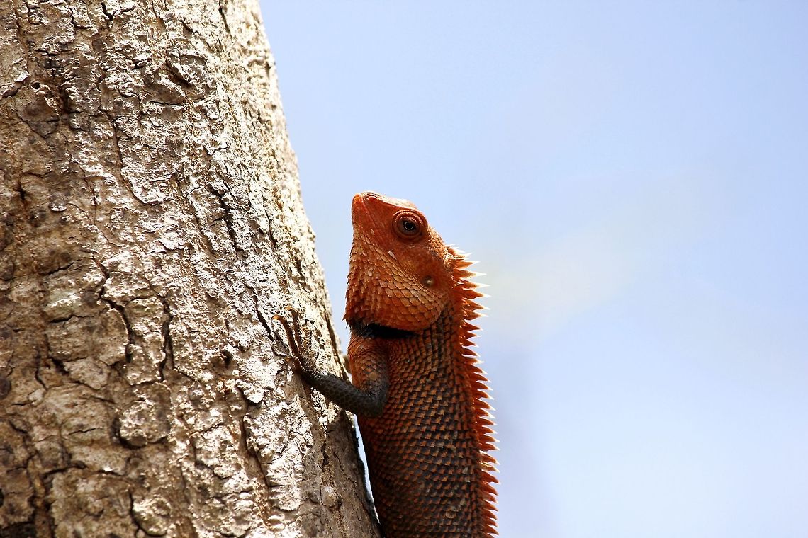 The Oriental Garden Lizard  Calotes versicolor,Geotagged,Oriental Garden Lizard,Sri Lanka