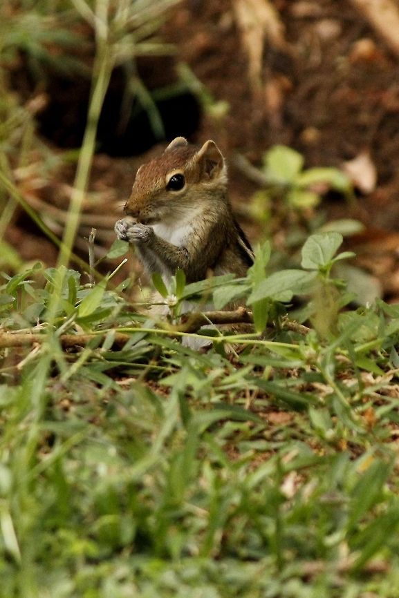 Eastern chipmunk  Eastern chipmunk,Tamias striatus