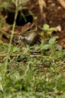 Eastern chipmunk  Eastern chipmunk,Tamias striatus