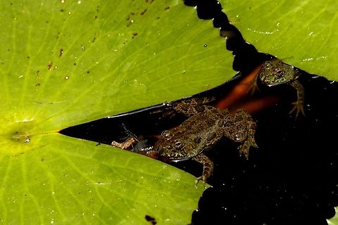 _MG_6466_be  Euphlyctis cyanophlyctis,Geotagged,Indian skipper frog,Sri Lanka