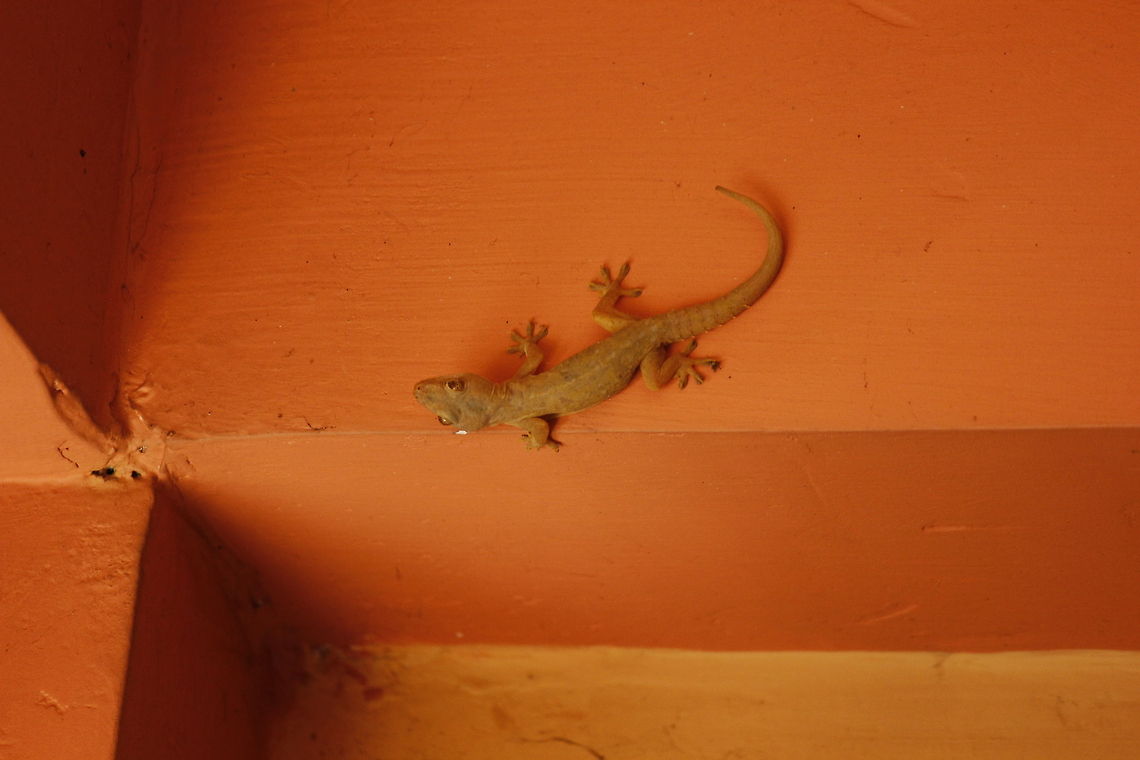 climbing the walls  Geotagged,Hemidactylus parvimaculatus,Spotted House Gecko,Sri Lanka