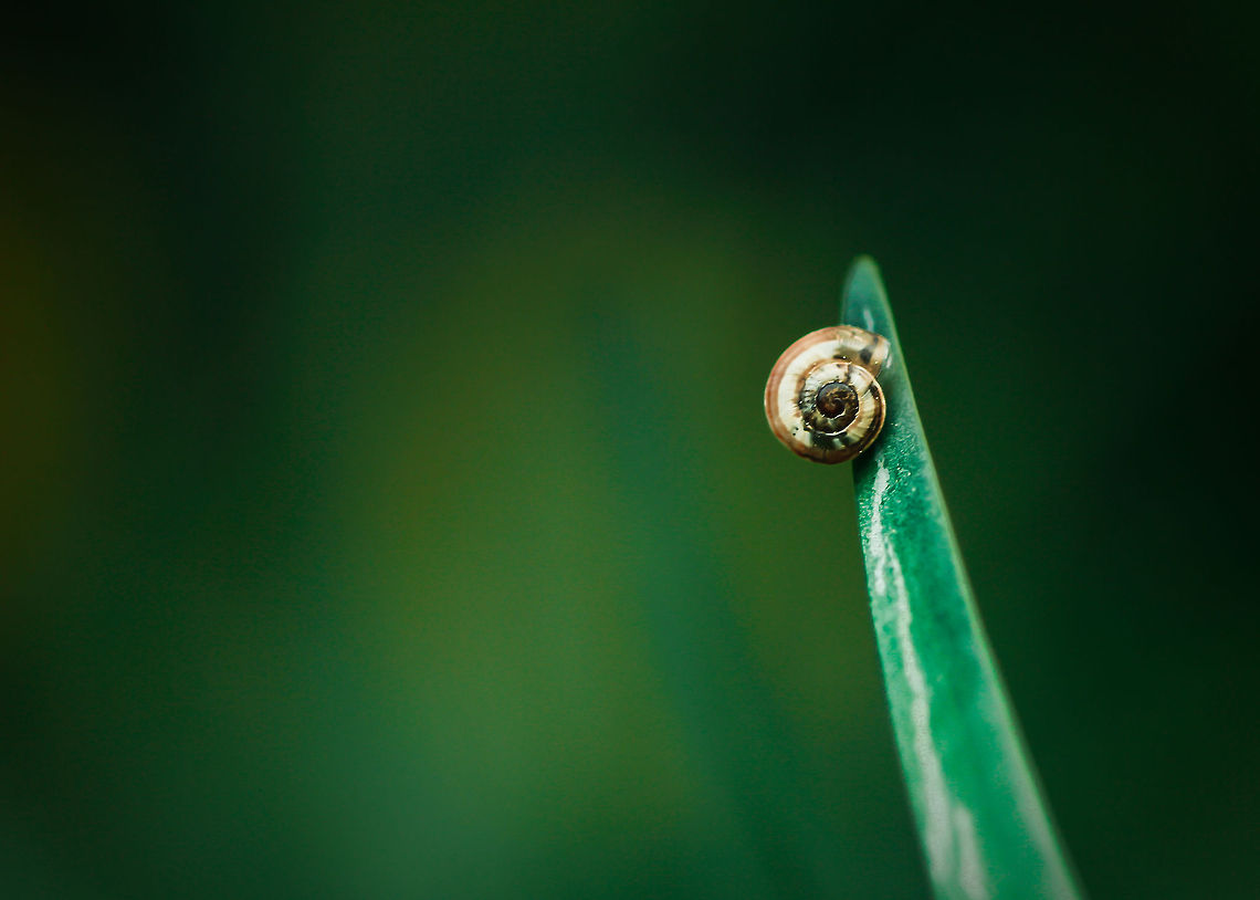 Waiting for rain (Milk snail)  Geotagged,Otala lactea,Spain,Spring