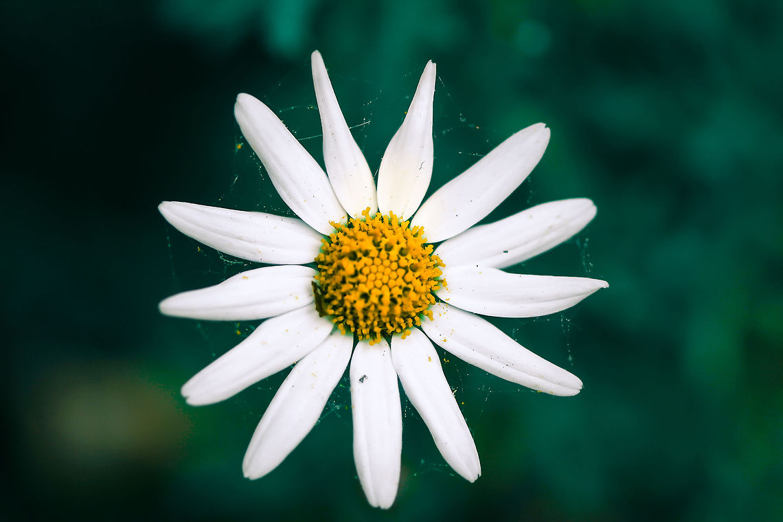 Flower  Geotagged,spain