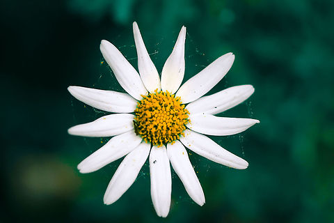 Flower  Geotagged,spain