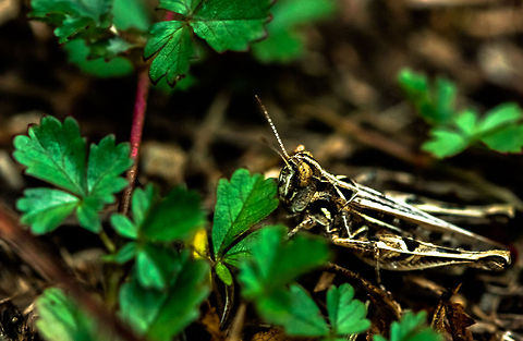 Ready to jump 2  Geotagged,Spain