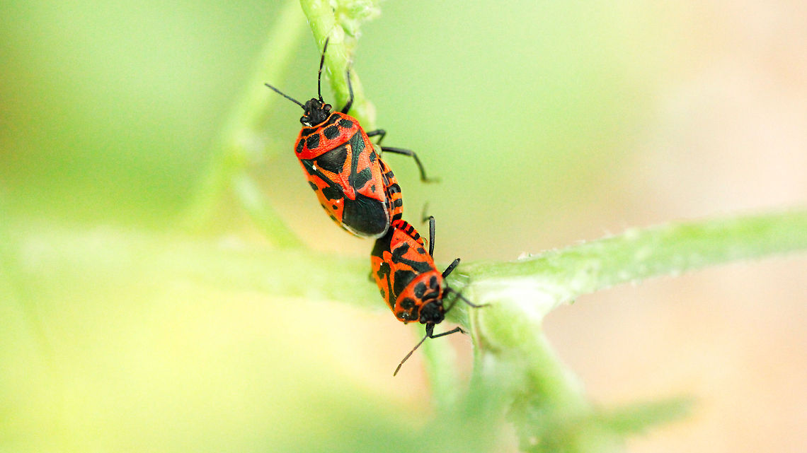 Eurydema ventralis  Eurydema ventralis,Geotagged,Spain,Strachiini