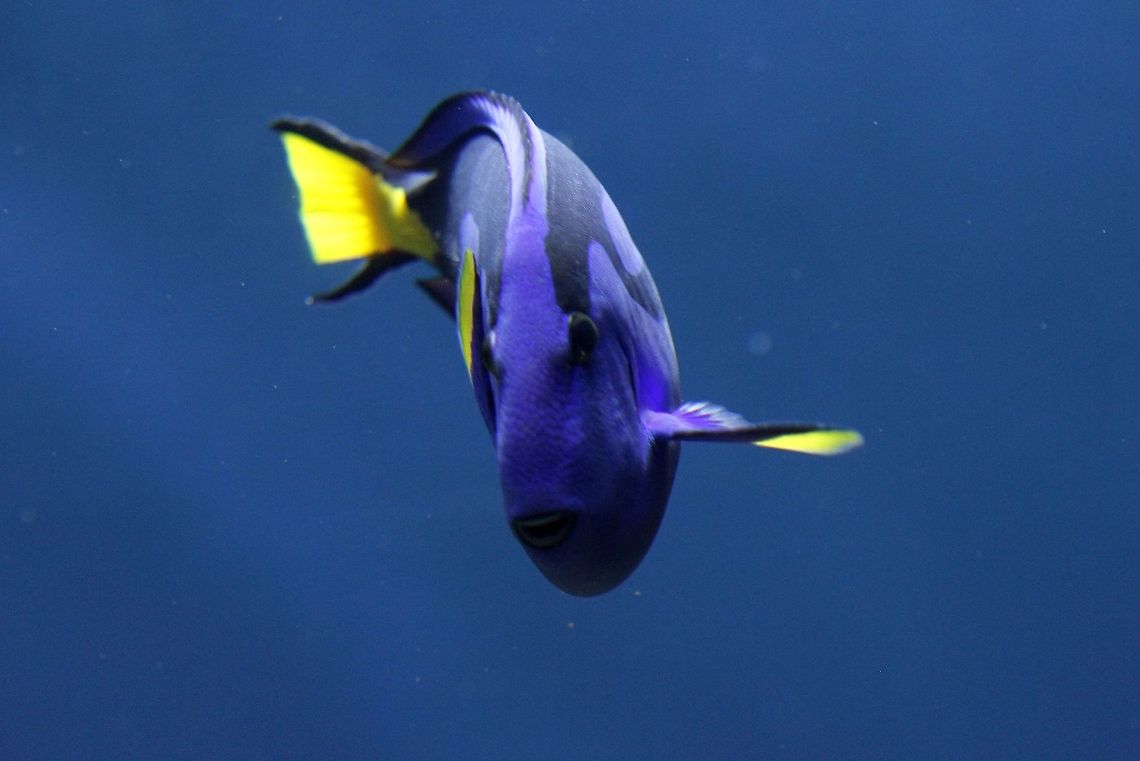 Paracanthurus hepatus  Paracanthurus hepatus