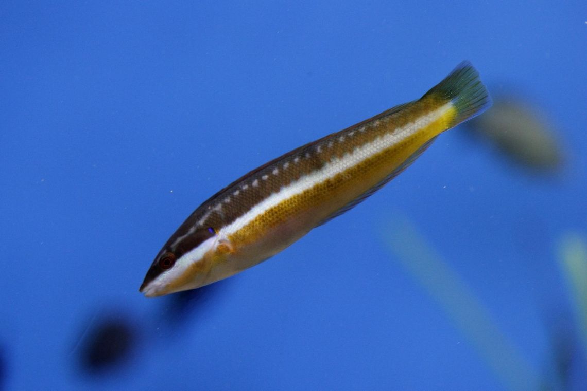 Coris Julis  Coris julis,Geotagged,Mediterranean rainbow wrasse,Spain