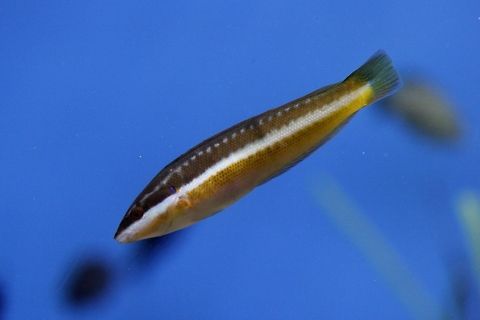 Coris Julis  Coris julis,Geotagged,Mediterranean rainbow wrasse,Spain