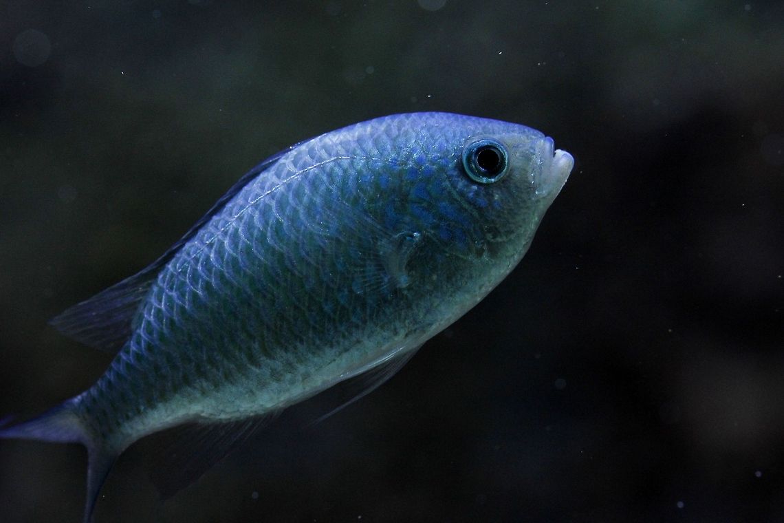 Blue fish  Geotagged,Spain