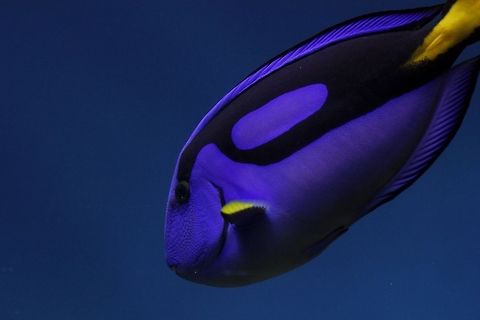 Paracanthurus hepatus  Palette surgeonfish,Paracanthurus hepatus