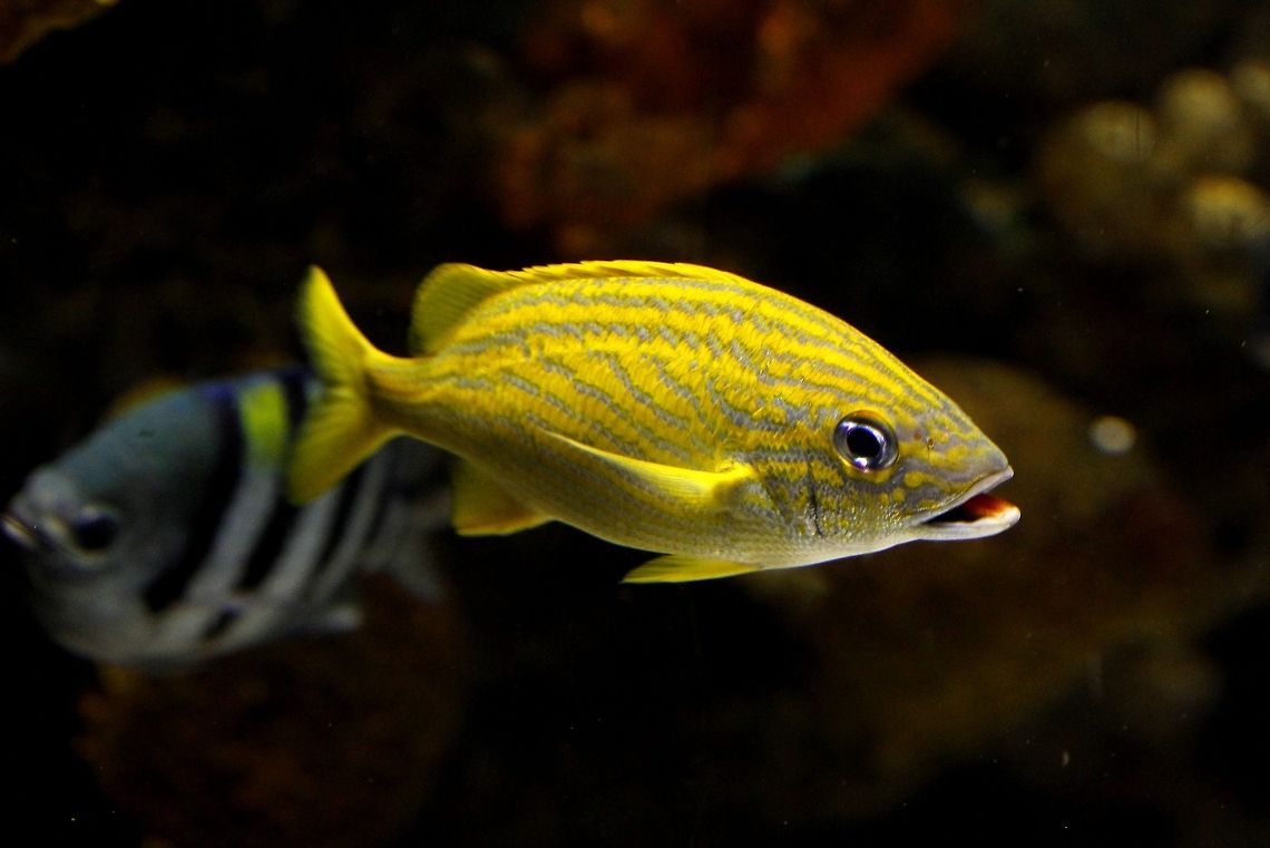 French Grunt  French Grunt,Geotagged,Haemulon flavolineatum,Spain
