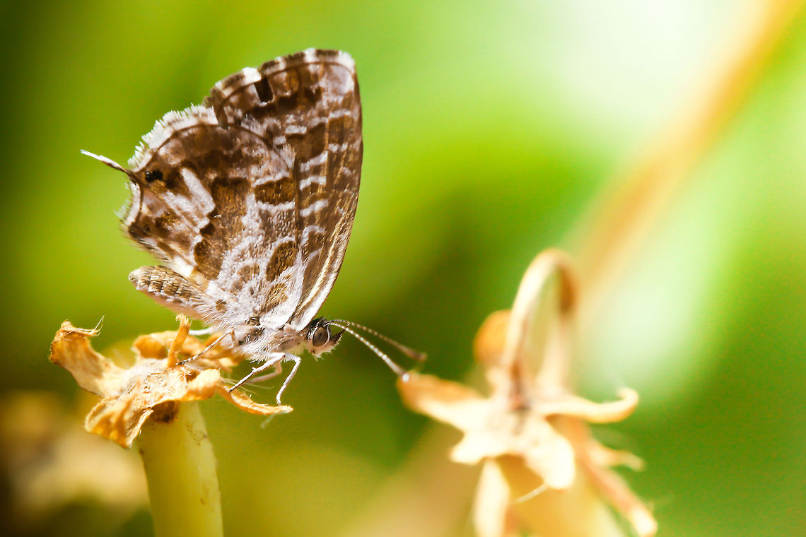 Butterfly  Cacyreus marshalli,Geotagged,Geranium Bronze,Spain