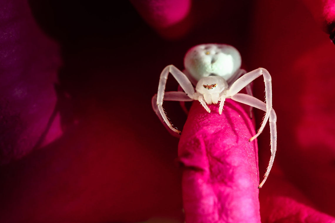 Misumena vatia This beautiful creature was sitting in my garden waiting for a picture ;) Goldenrod crab spider,Misumena vatia