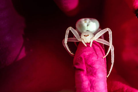 Misumena vatia This beautiful creature was sitting in my garden waiting for a picture ;) Goldenrod crab spider,Misumena vatia
