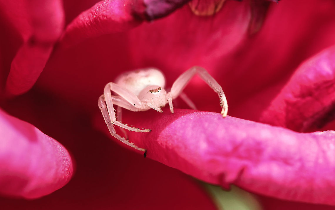 Misumena vatia (2)  Geotagged,Goldenrod crab spider,Misumena vatia,Spain