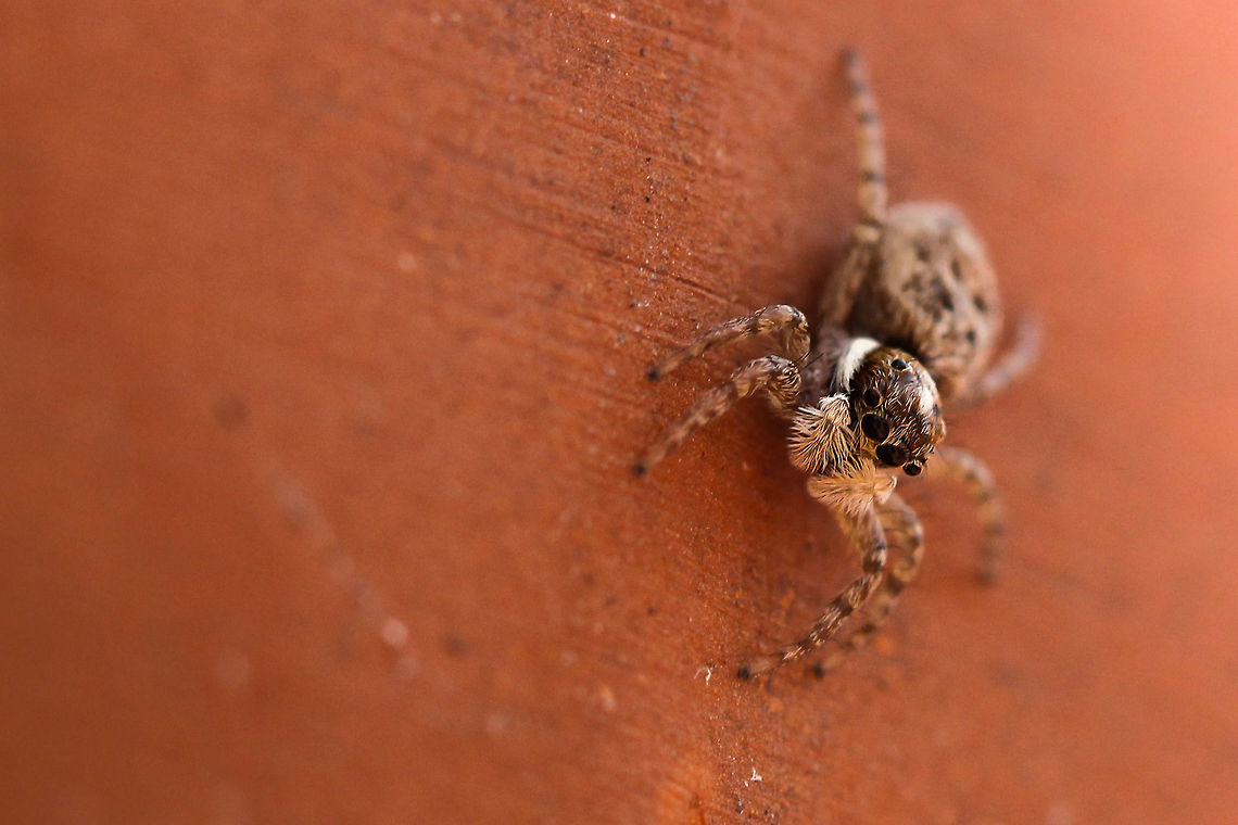 Salticidae Can somone help with the identification?<br />
I know it is a Salticidae from Spain but I don't find the species Geotagged,Spain