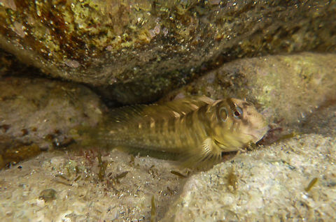 Peacock blenny  Geotagged,Peacock blenny,Salaria pavo,Spain
