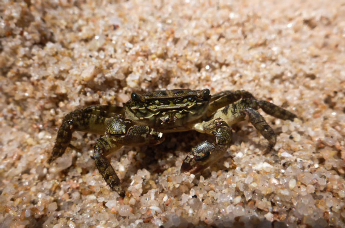 Pachygrapsus marmoratus  Geotagged,Pachygrapsus marmoratus,Spain