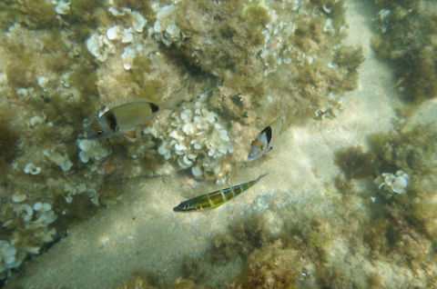 Thalassoma pavo and Diplodus vulgaris  Geotagged,Ornate wrasse,Spain,Thalassoma pavo