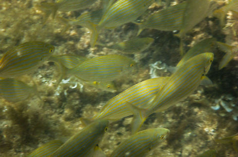 Sarpa salpa  Geotagged,Salema porgy,Sarpa salpa,Spain