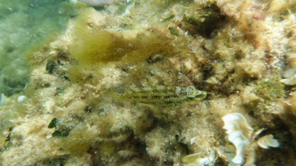 Symphodus roissali  Five-spotted wrasse,Geotagged,Spain,Symphodus roissali