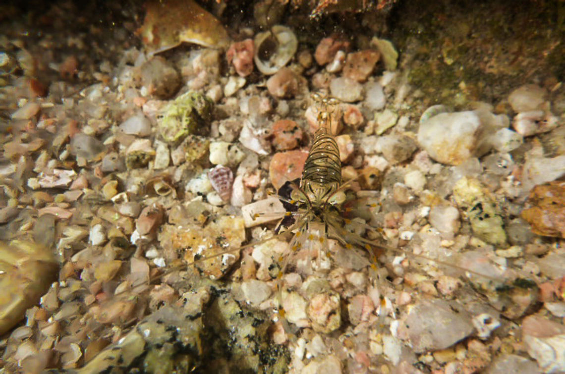 Palaemon elegans  Geotagged,Grass Prawn,Palaemon elegans,Spain