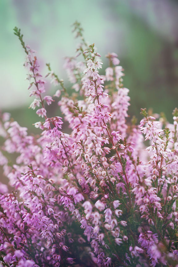 Calluna  Calluna vulgaris,Geotagged,United Kingdom,calluna
