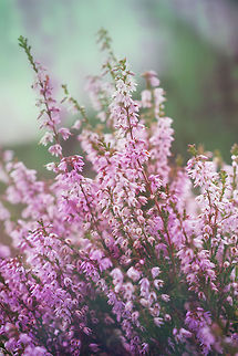 Calluna  Calluna vulgaris,Geotagged,United Kingdom,calluna