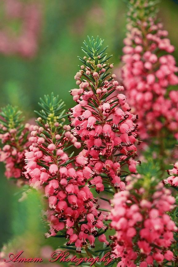 Pink flowers  Erica carnea,Geotagged,United Kingdom,Winter heath