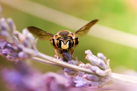 I'm watching you  Geotagged,Spain,Summer