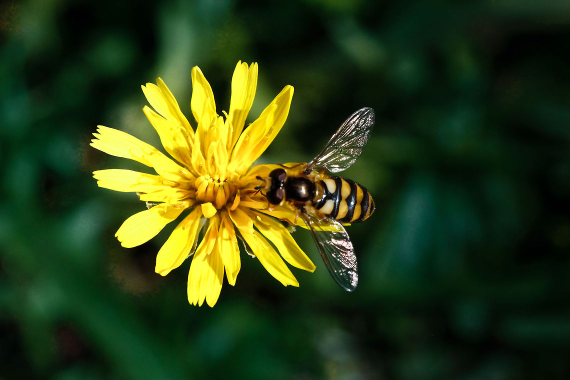 Hoverfly  Eupeodes latifasciatus,Geotagged,United Kingdom