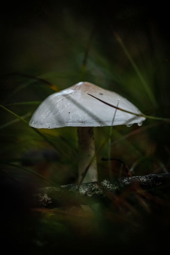 Mushroom  Geotagged,Spain