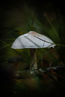 Mushroom  Geotagged,Spain