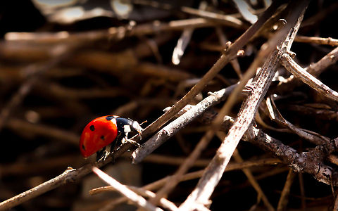 Ladybug  Coccinella septempunctata,Seven-spot ladybird