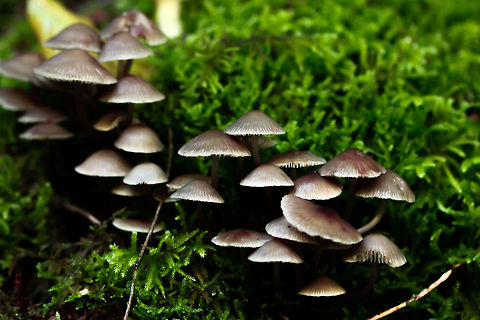 Fungi  Geotagged,Spain