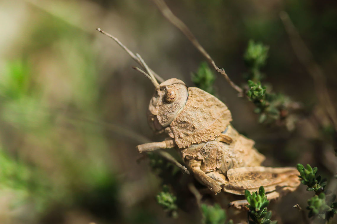 Euryparyphes terrulentus A grasshopper with no wings Euryparyphes terrulentus,Geotagged,Spain,Spring