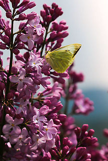 Pieris brassicae  Geotagged,Pieris brassicae,Spain,Spring