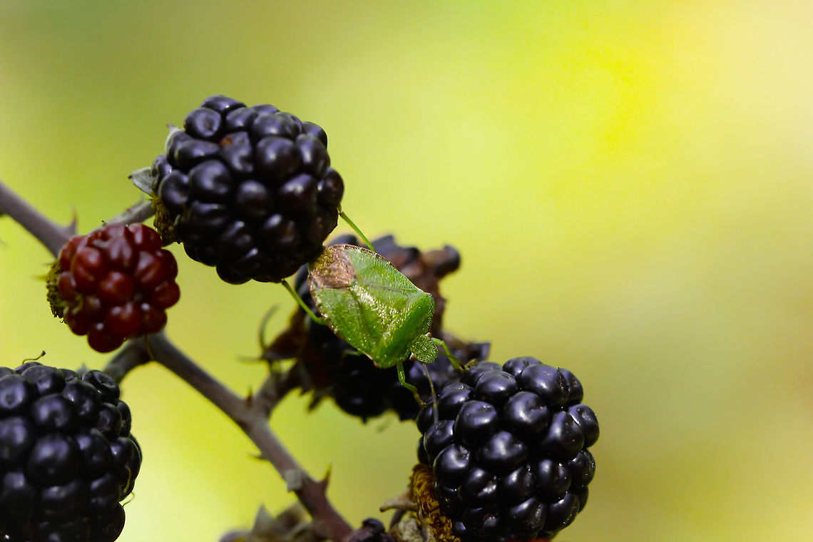 Green shield bug  Fall,Geotagged,Green shield bug,Palomena prasina,Spain