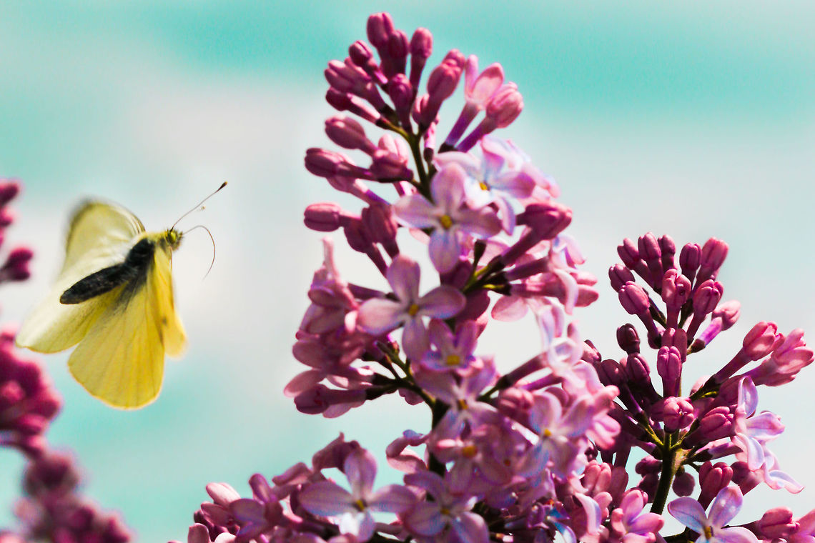 Pieris rapae  Geotagged,Pieris rapae,Small White,Spain,Spring