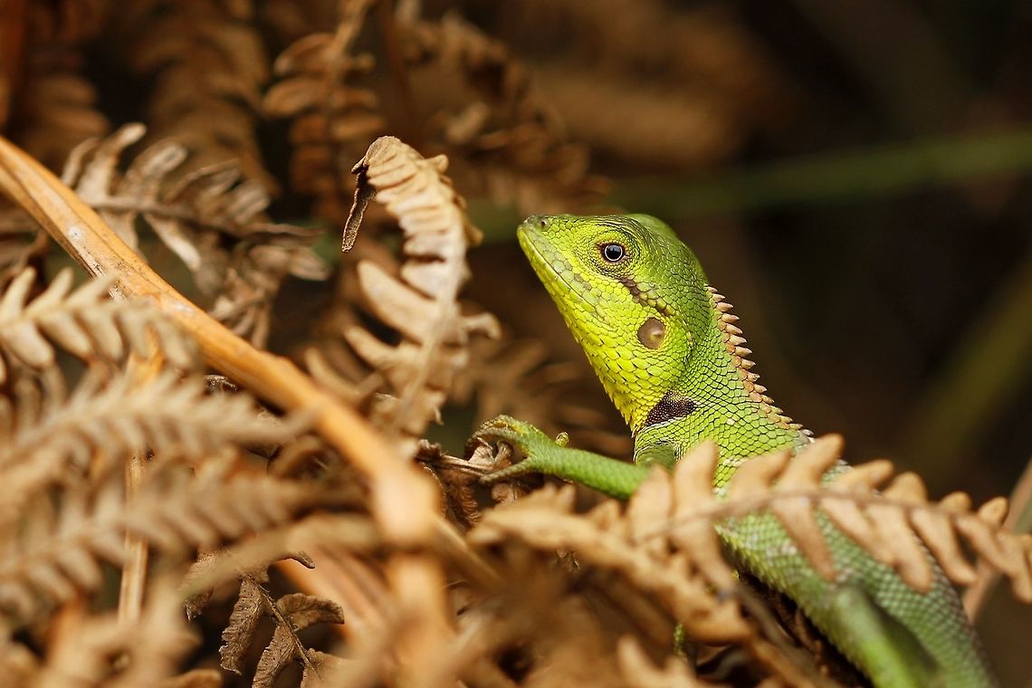 Green lizard  Calotes calotes,Common Green Forest Lizard,Geotagged,Sri Lanka,Summer