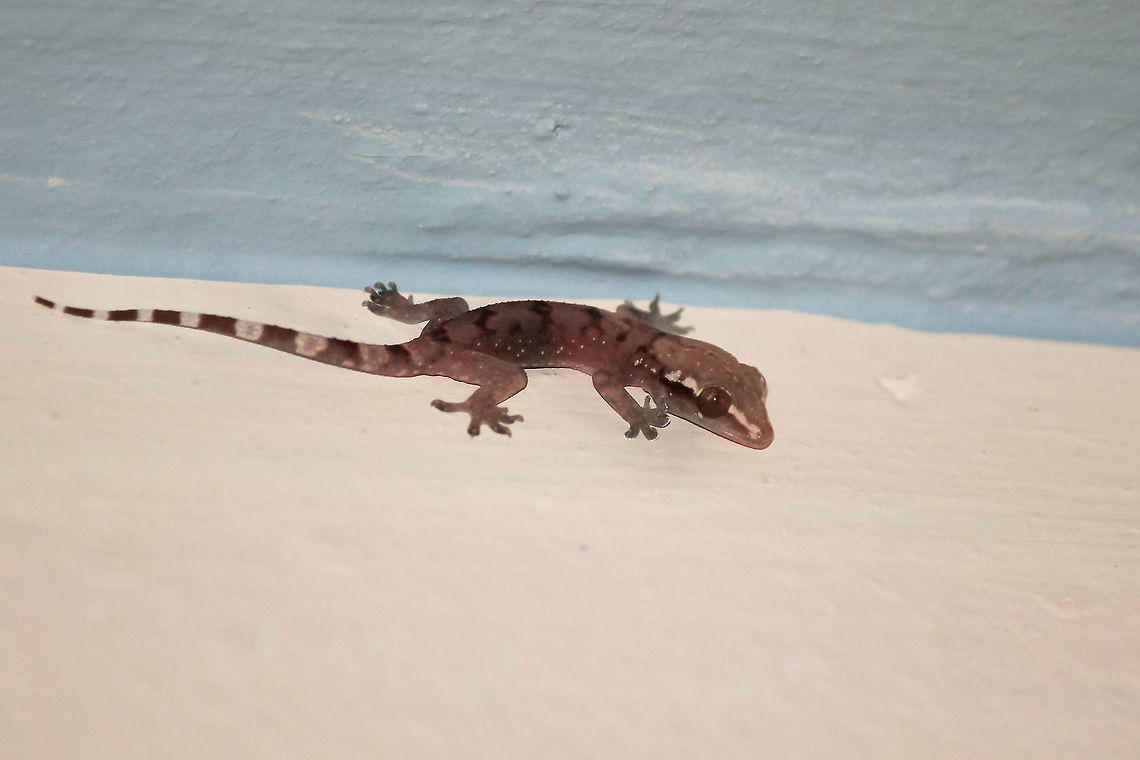 Kandyan Gecko  Geotagged,Hemidactylus depressus,Kandyan Gecko,Sri Lanka,Summer