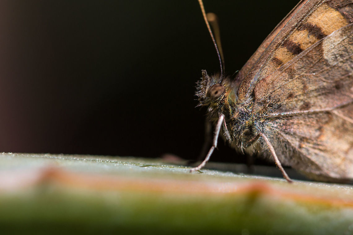 Chazara briseis  Chazara briseis,Geotagged,Hermit,Spain,Spring