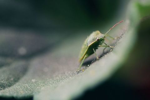 The Green shield bug  Geotagged,Green shield bug,Palomena prasina,Spain,Spring
