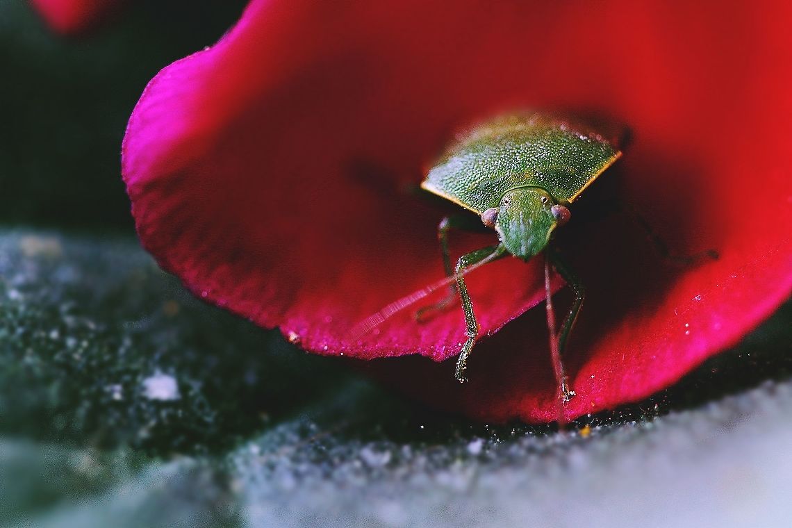 Green shield bug Nr 2 This lovely insect was sitting on a flower in my garden. I coudn't resist taking a shot  Green shield bug,Palomena prasina