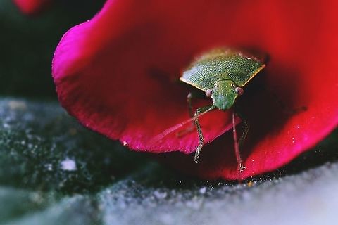 Green shield bug Nr 2 This lovely insect was sitting on a flower in my garden. I coudn't resist taking a shot  Green shield bug,Palomena prasina