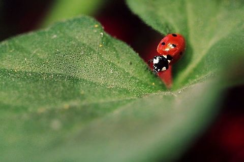 Coccinella septempunctata I found this ladybug at my balcony and I had to take a picture :) Coccinella septempunctata,Geotagged,Seven-spot ladybird,Spain,Spring
