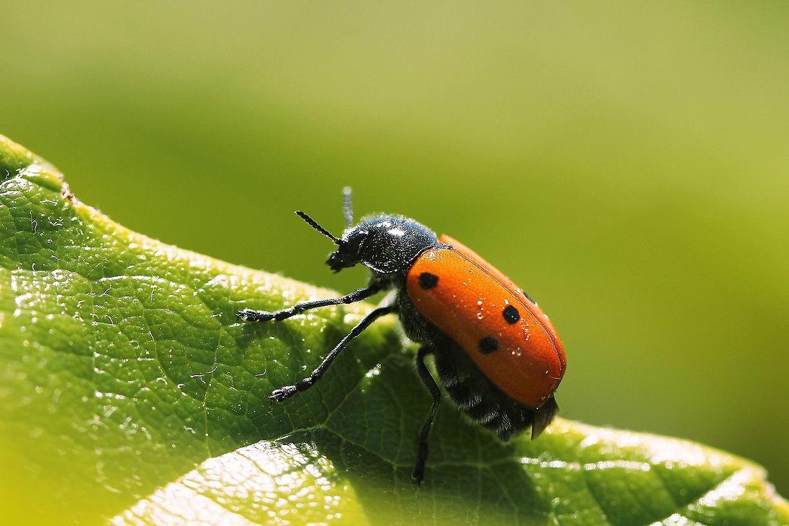Vierpunktiger &Ouml;lk&auml;fer It looks like a ladybug but it is actually a leaf beetle Geotagged,Lachnaia hirta,Spain,Spring